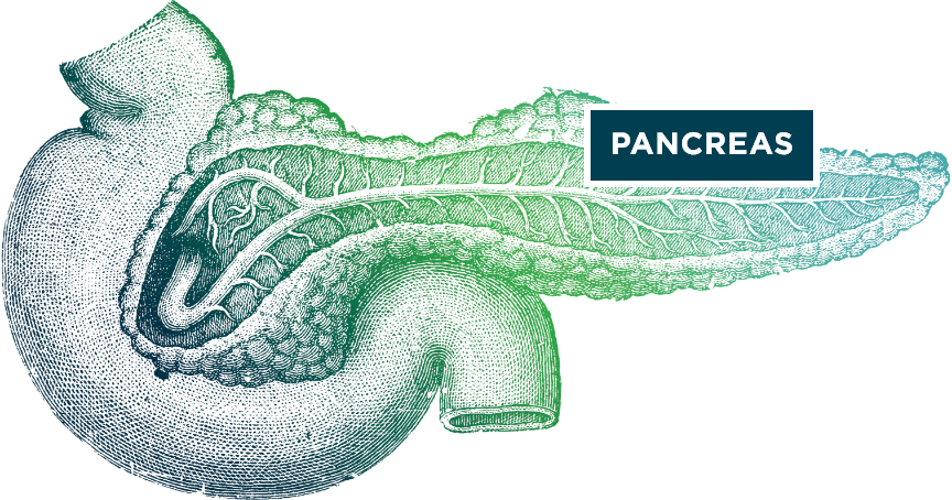 Detailed illustration of pancreas in blue and green.