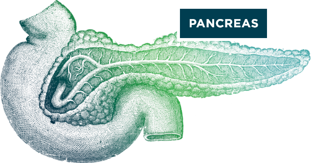 Detailed illustration of pancreas in blue and green.