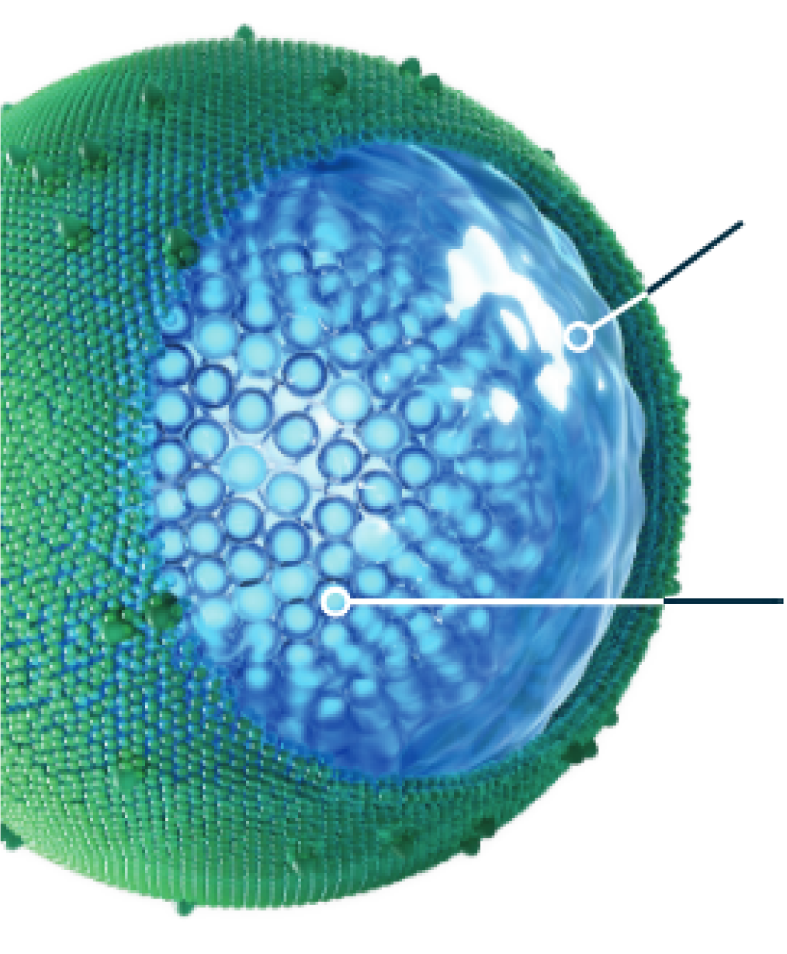 Illustration of the ONIVYDE® (irinotecan liposome injection) liposome designed for metastatic pancreatic cancer.
